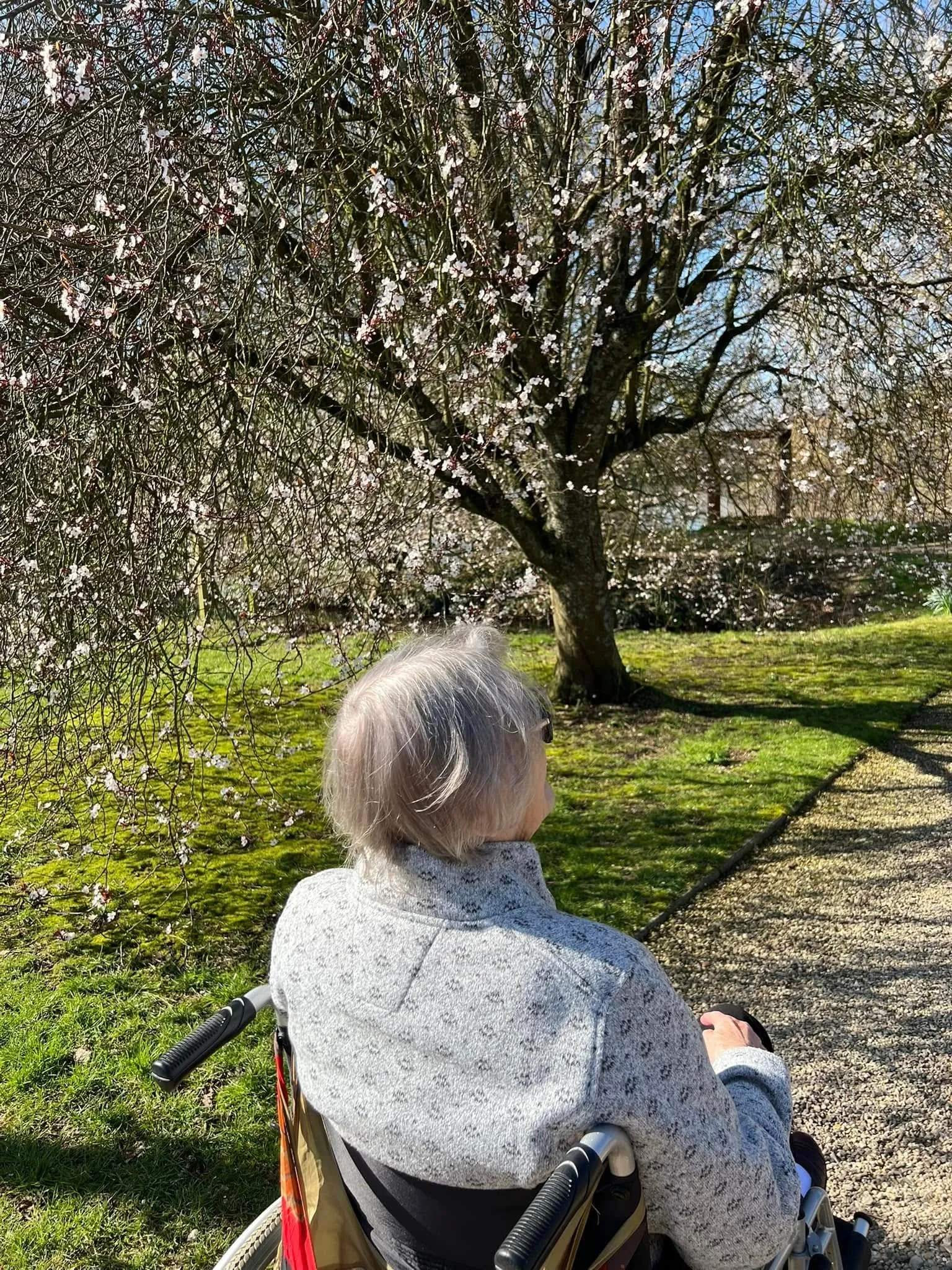 A client in a wheelchair looking at spring blossom in a garden